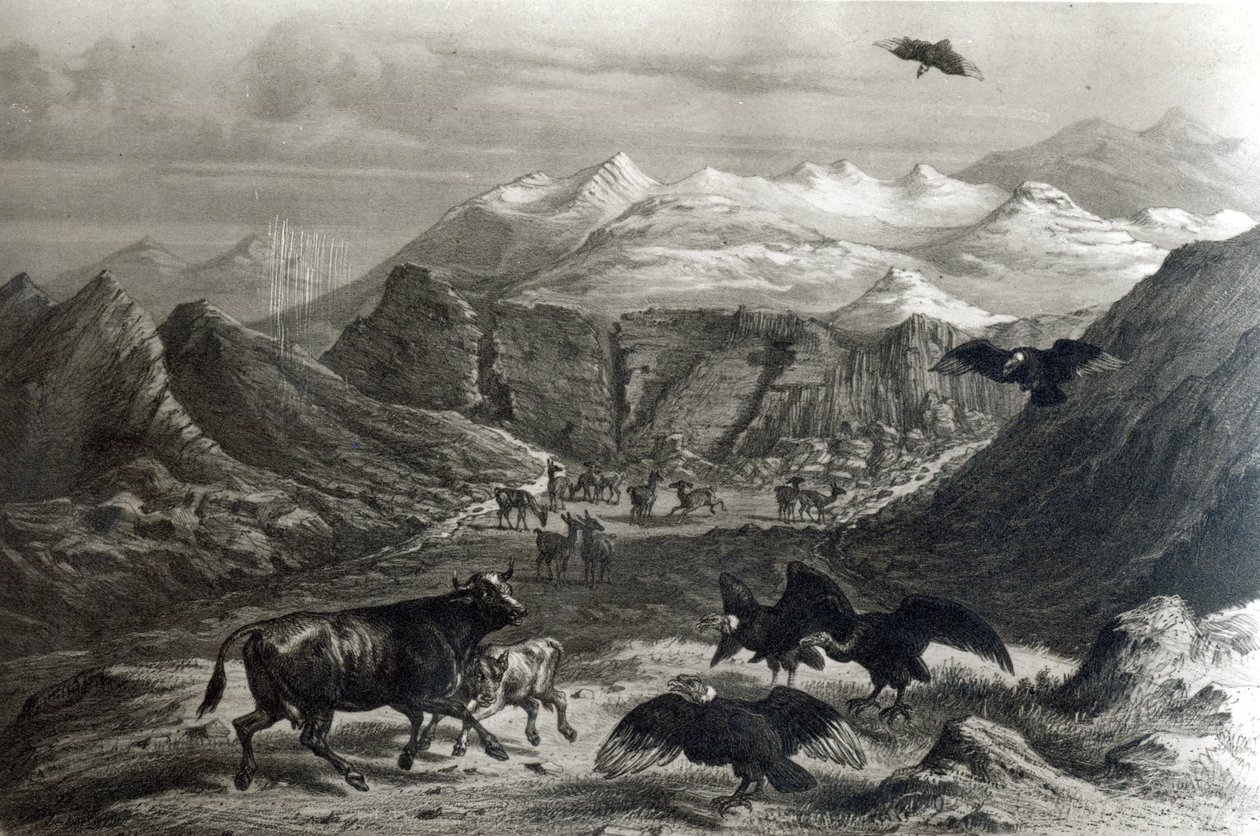 Bezerro sendo atacado pelos condores, da &39;Historia de Chile&39;engravado por F. Lehnert, foto de 1834) de Claudio Gay