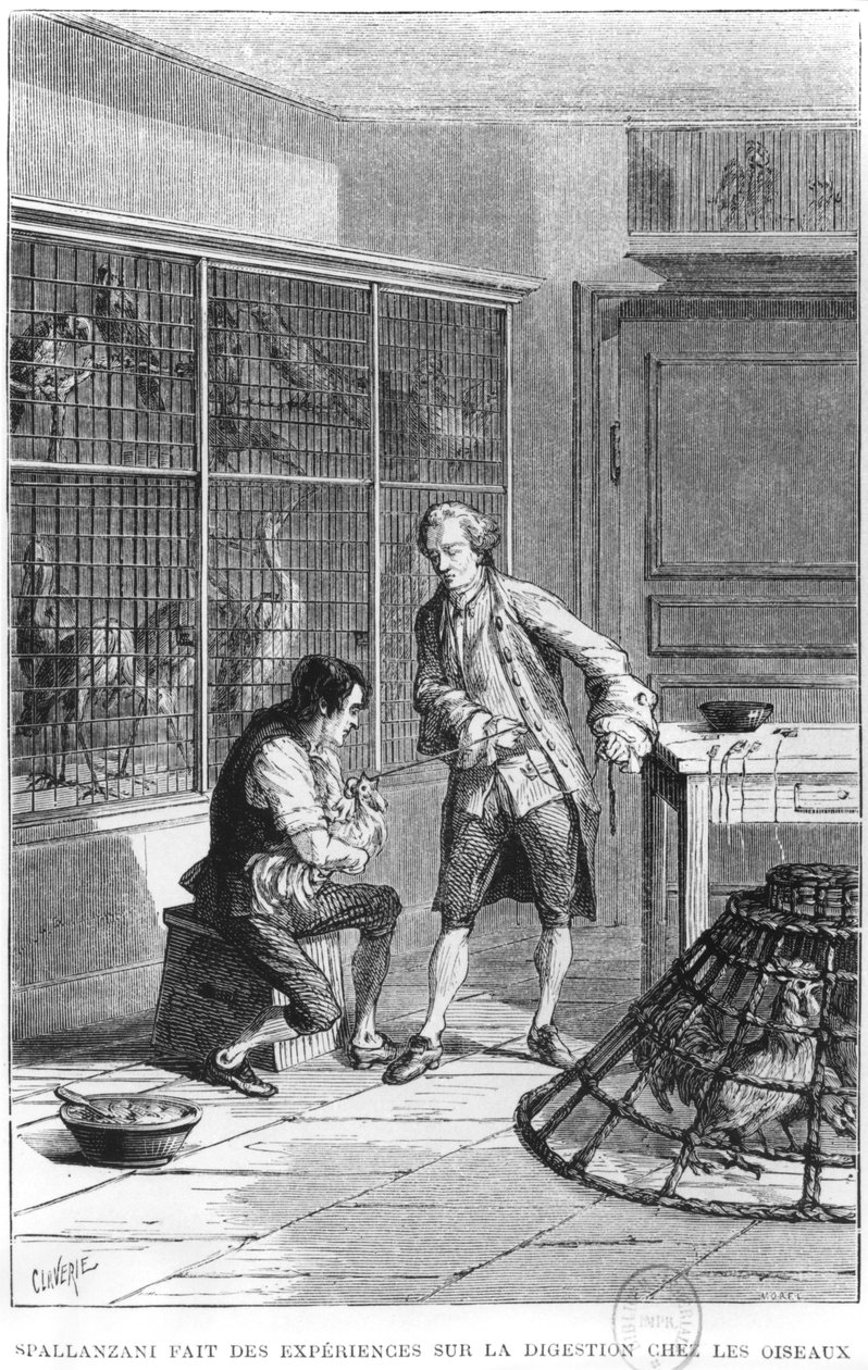 O abade Lazzaro Spallanzani (1729-99), investigando a fisiologia da digestão em pássaros, ilustração de "A vida e os costumes dos animais", de Louis Figuier (1819-94) Paris, 1868 (bw ph) de Claverie