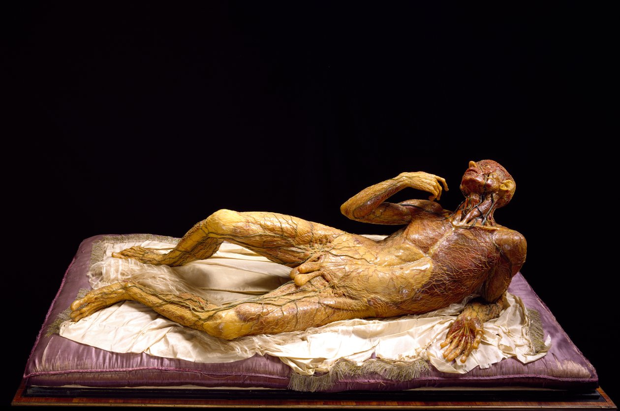 Modelo de um homem sem pele (cera) de Clemente Susini