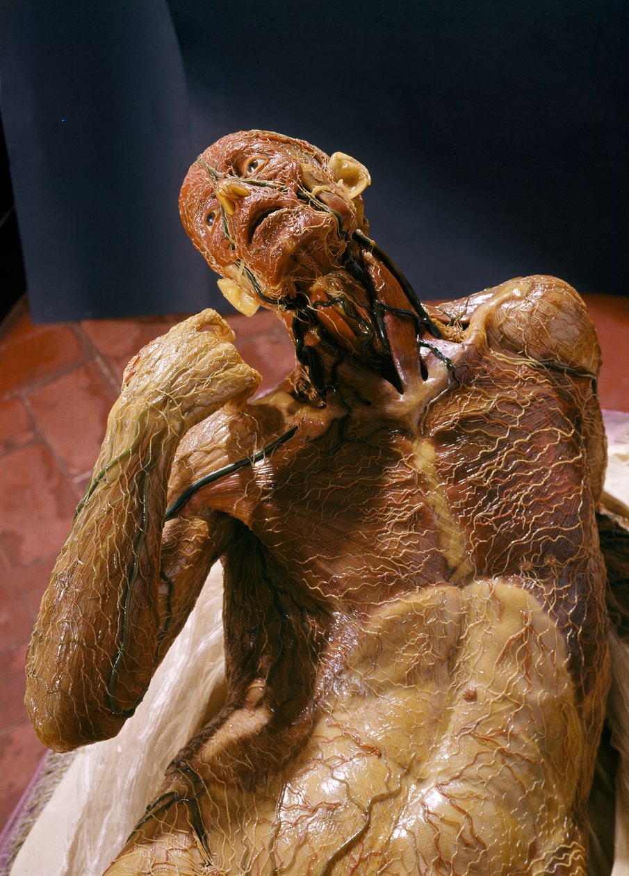 Modelo de um homem sem pele (cera) de Clemente Susini