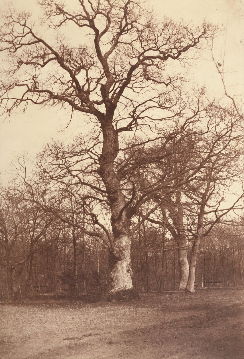 Estudo das Árvores, Bois de Boulogne de Comte Olympe Aguado