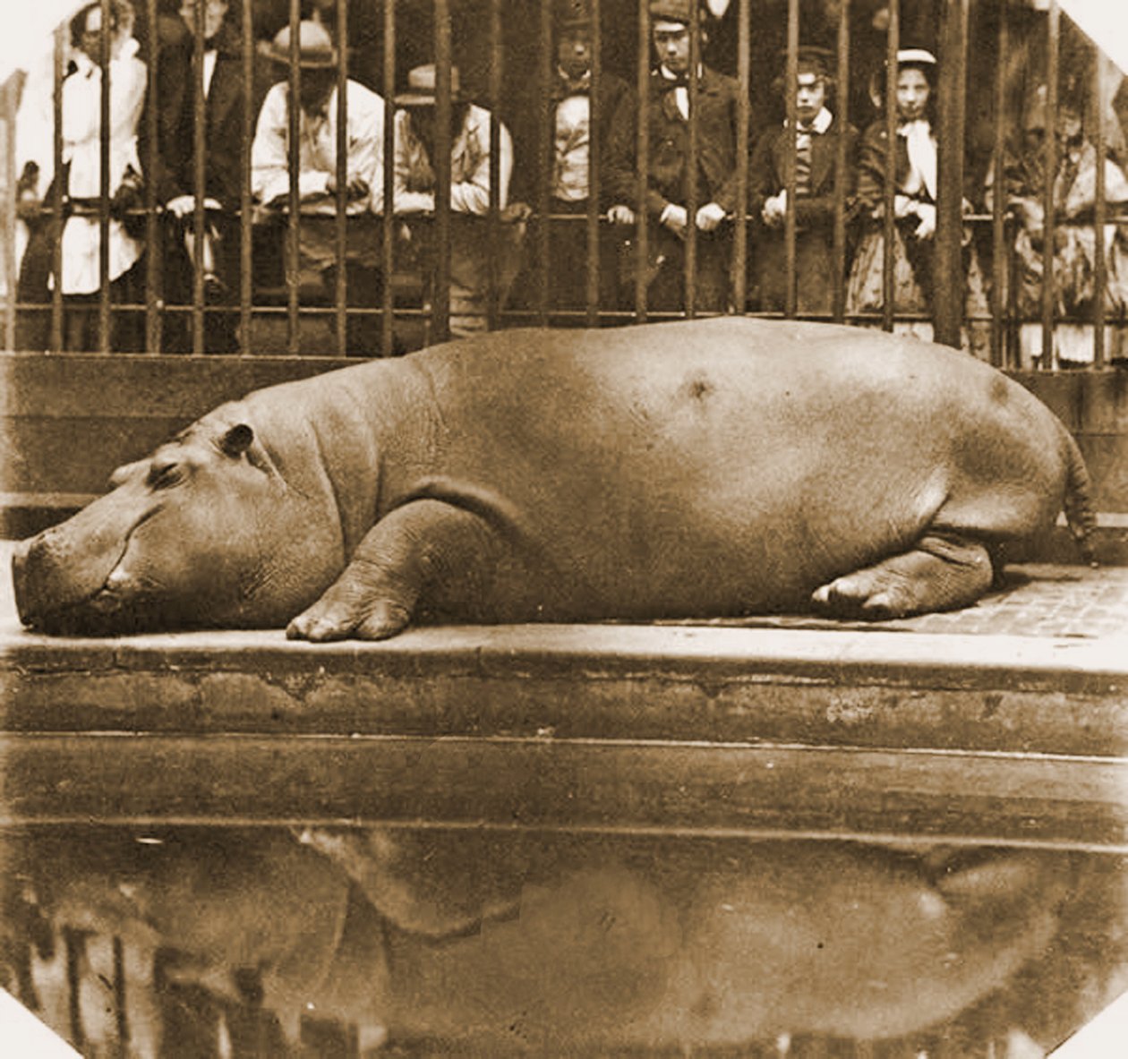 Obaysch o hipopótamo, zoológico de Londres, 1852 (foto sépia) de Comte de Montizón Juan