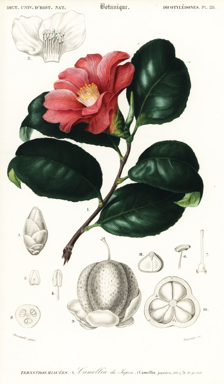 camélia japonesa, Camellia japonica. ,1849 (gravura) de Conrad Johann Theodor Susemihl