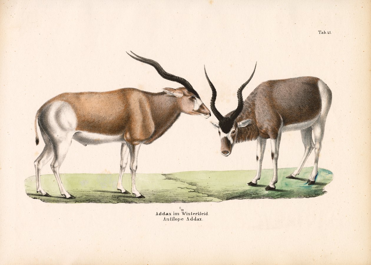 Antílope Addax com casaco de inverno de Conrad Kull