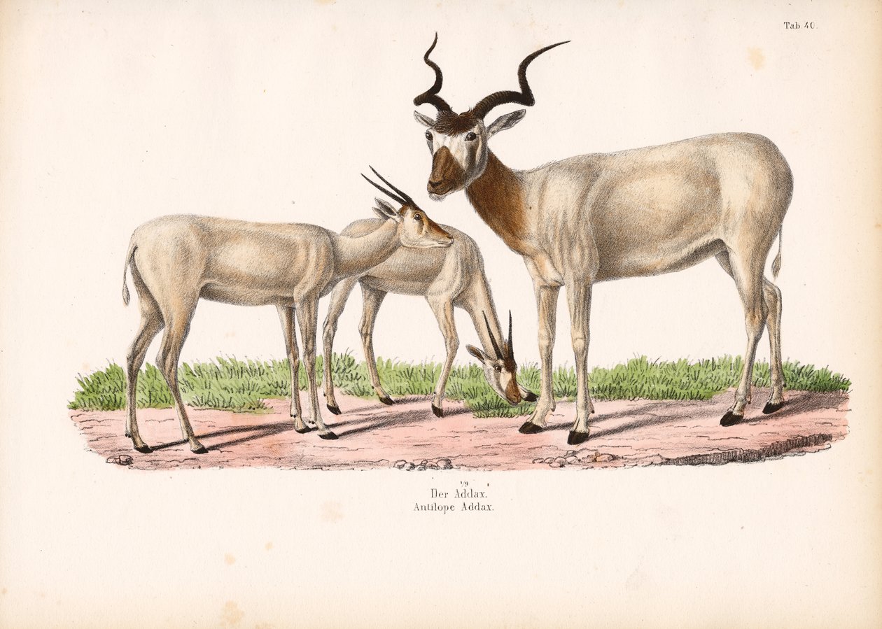 Antílope Addax com crias de Conrad Kull