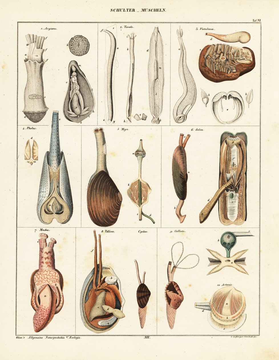 Anatomia dos moluscos bivalves. ,1841 (litografia) de Conrad Kull