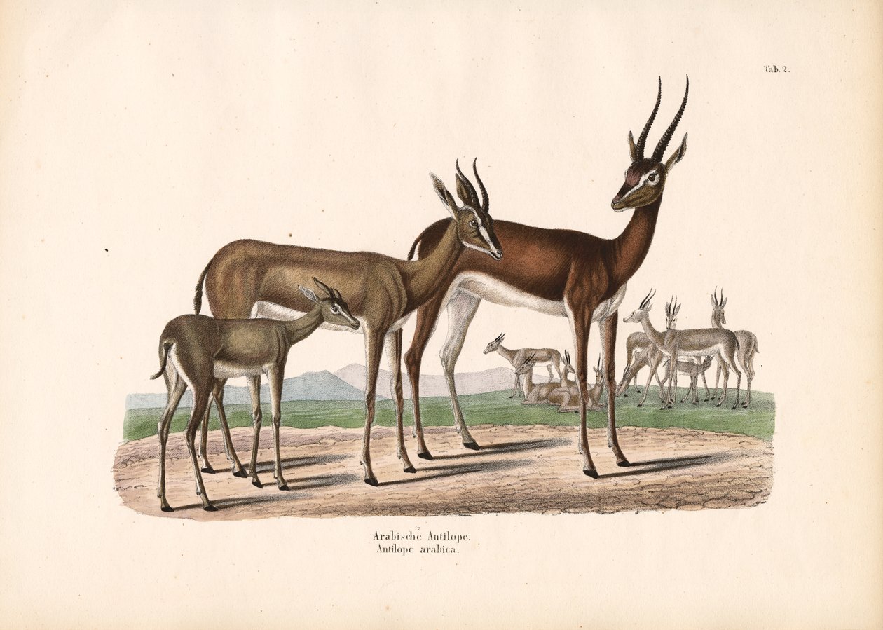 Órix-da-Árabia no semi-deserto de Conrad Kull