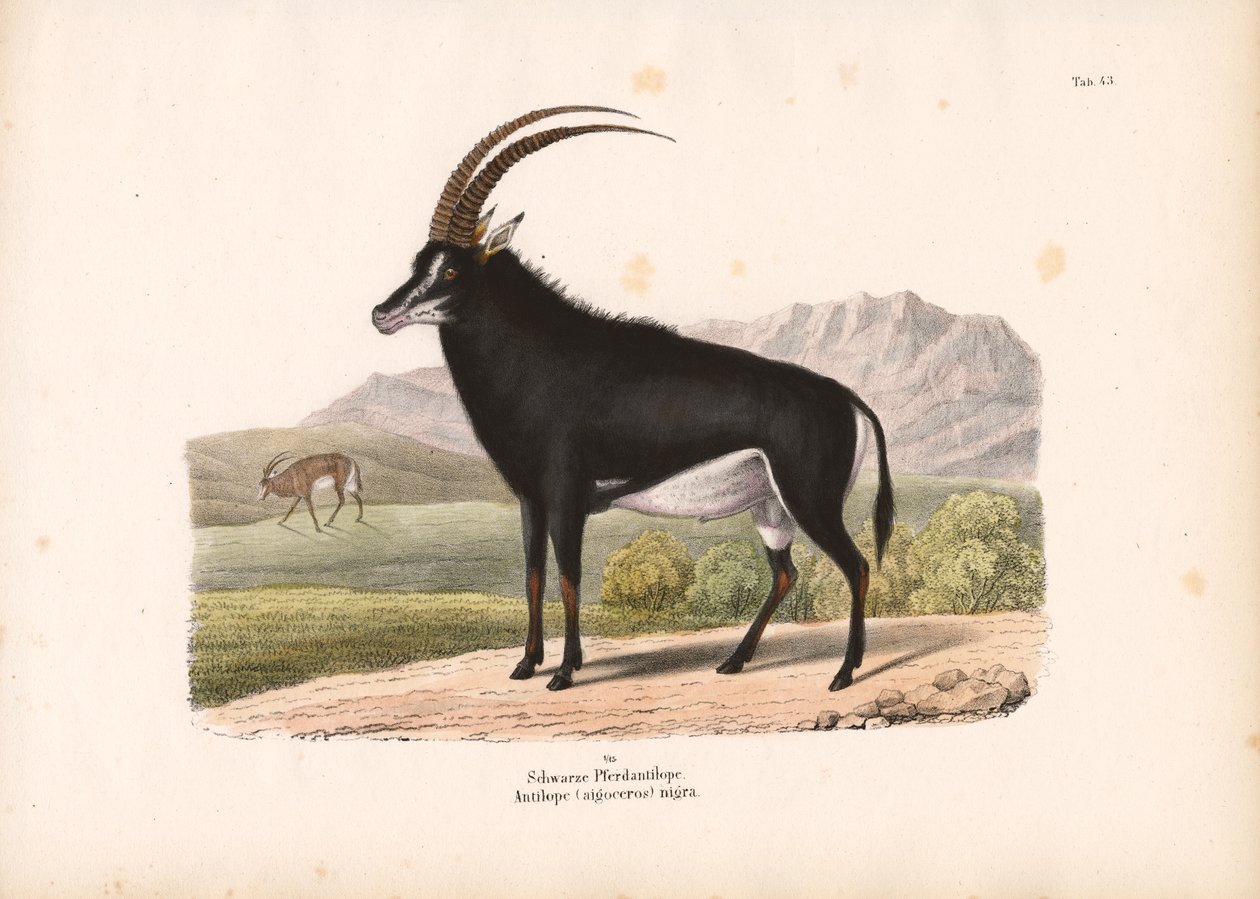 Antílope de cavalo preto de Conrad Kull