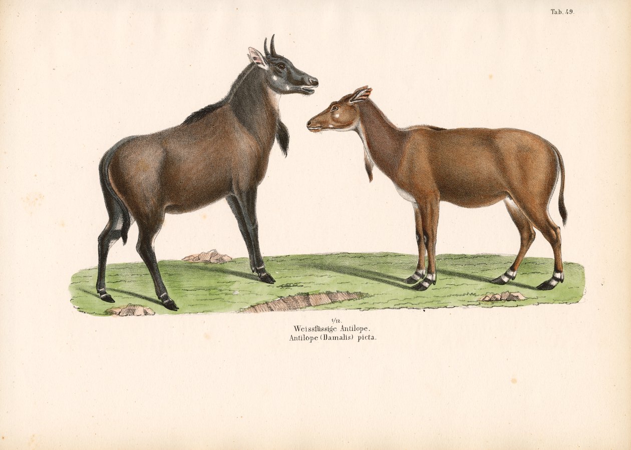 Bontebok ou Blesbok de Conrad Kull
