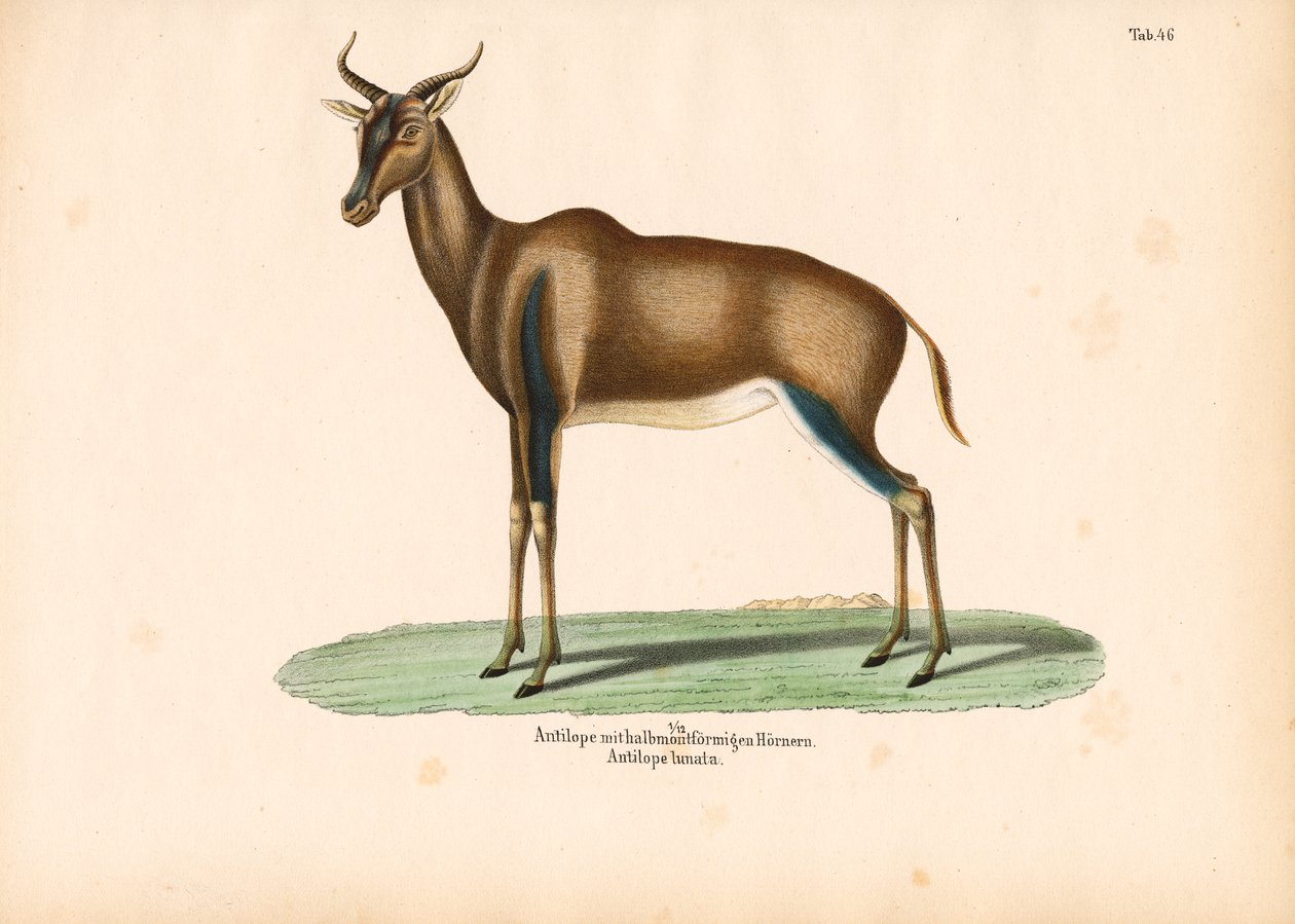 Antílope de chifre crescente ou Topi de Conrad Kull