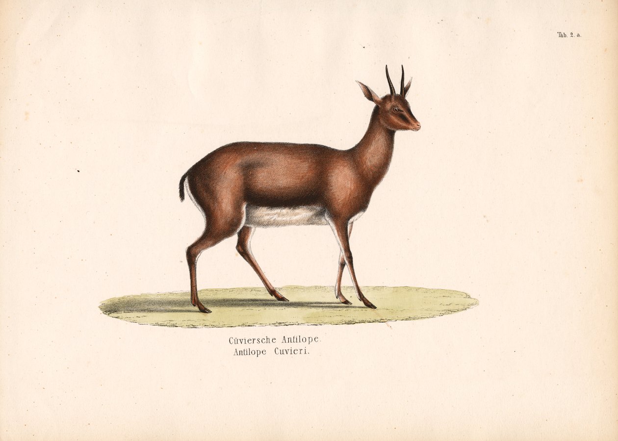 Gazela de Cuvier em Perfil de Conrad Kull