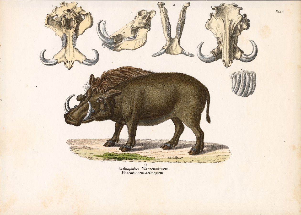 Javali etíope com anatomia do crânio de Conrad Kull