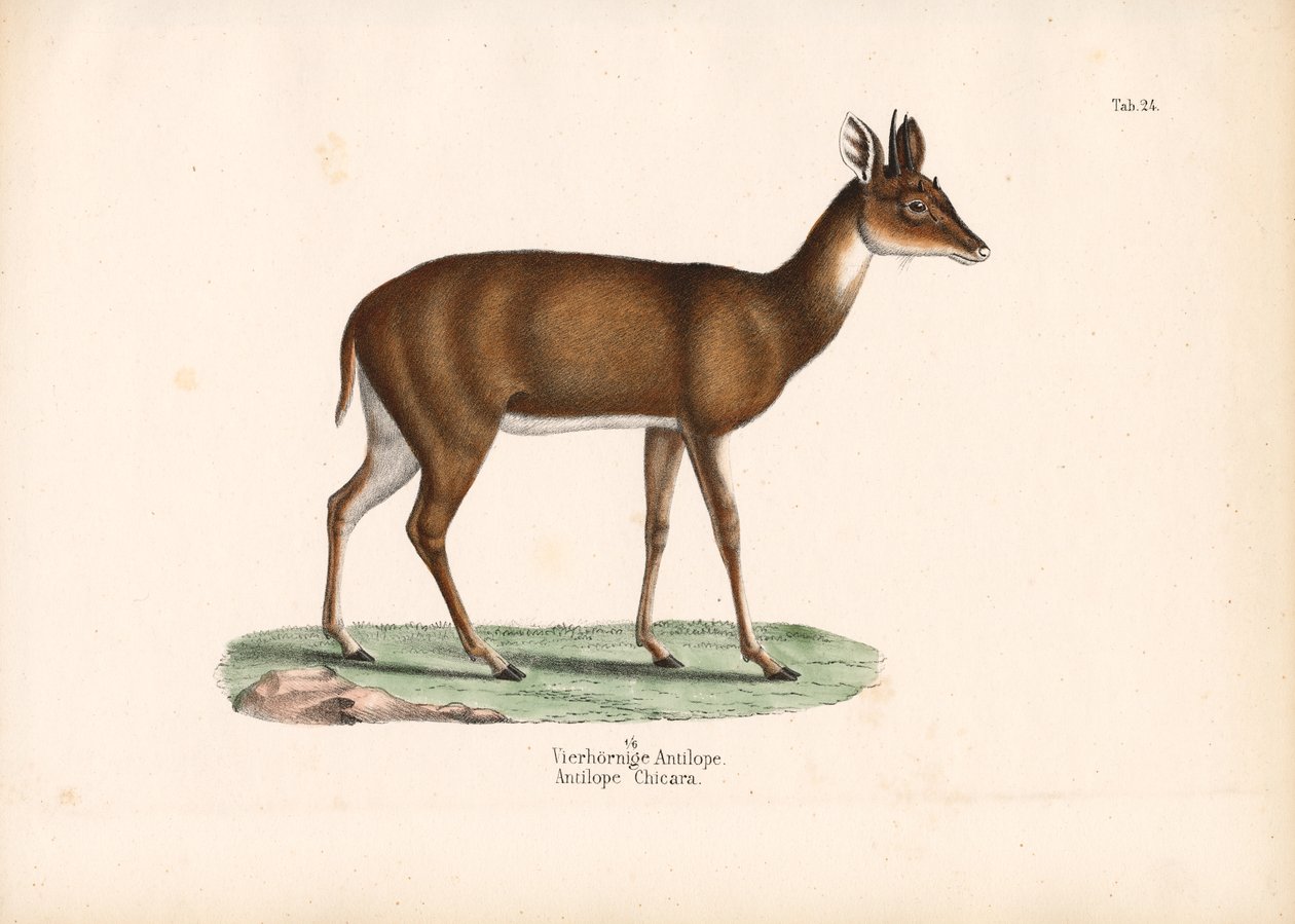Antílope de quatro chifres de Conrad Kull