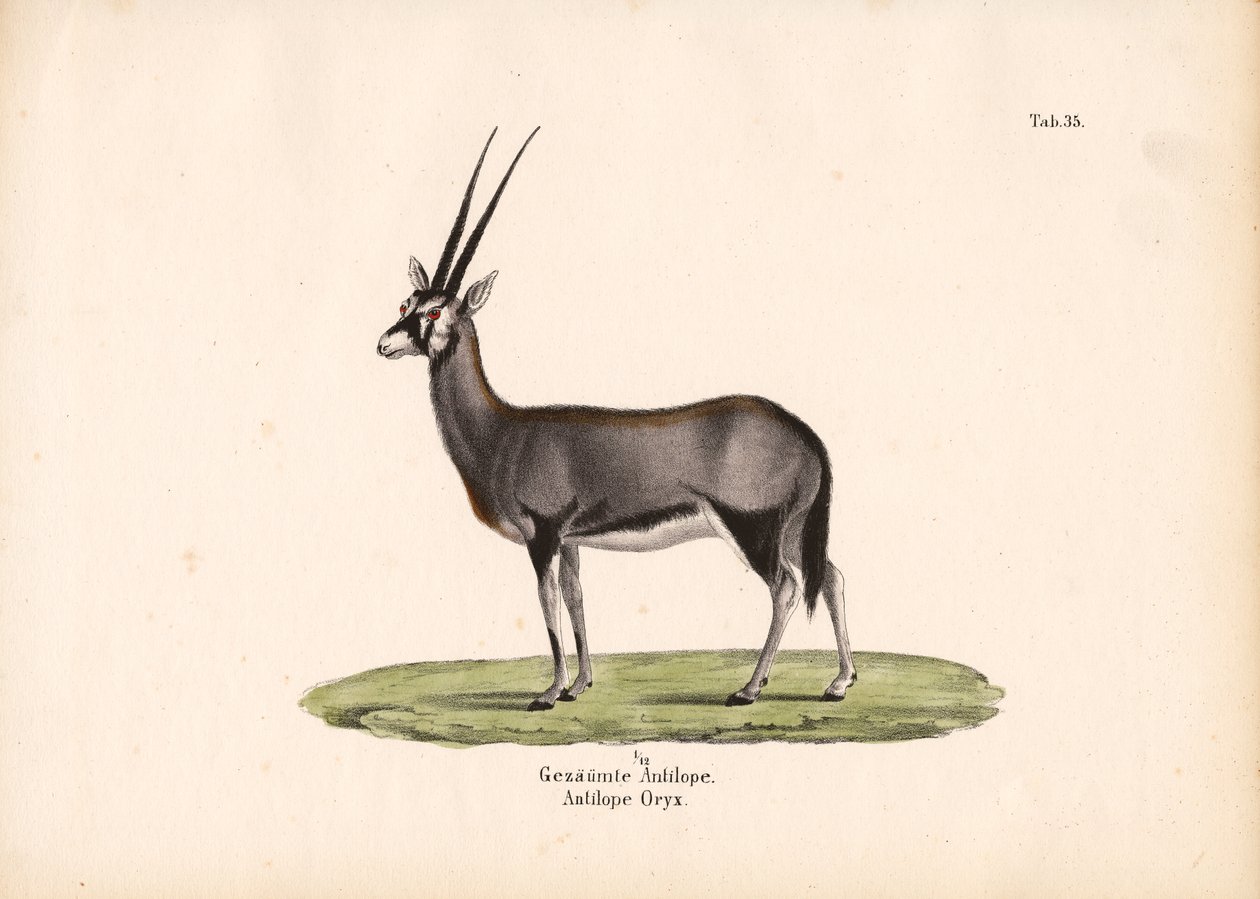 Gemsbok ou órix sul-africano de Conrad Kull