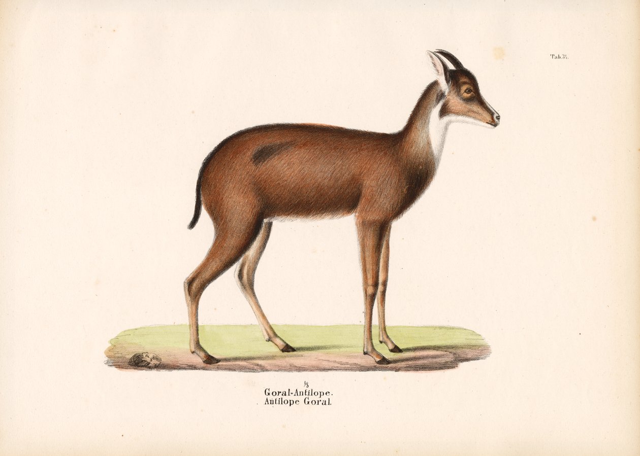 Antílope Goral em perfil de Conrad Kull