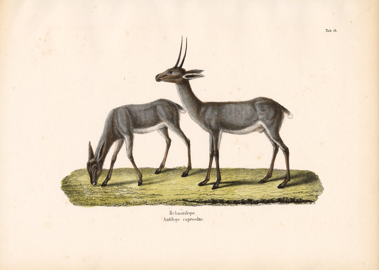 Rhebok cinzento de Conrad Kull