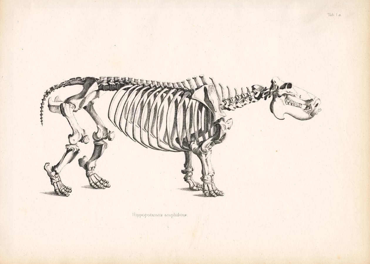 Anatomia do esqueleto do hipopótamo de Conrad Kull