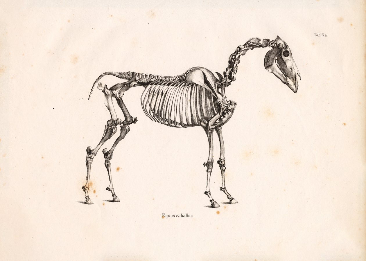 Esqueleto de cavalo de Conrad Kull