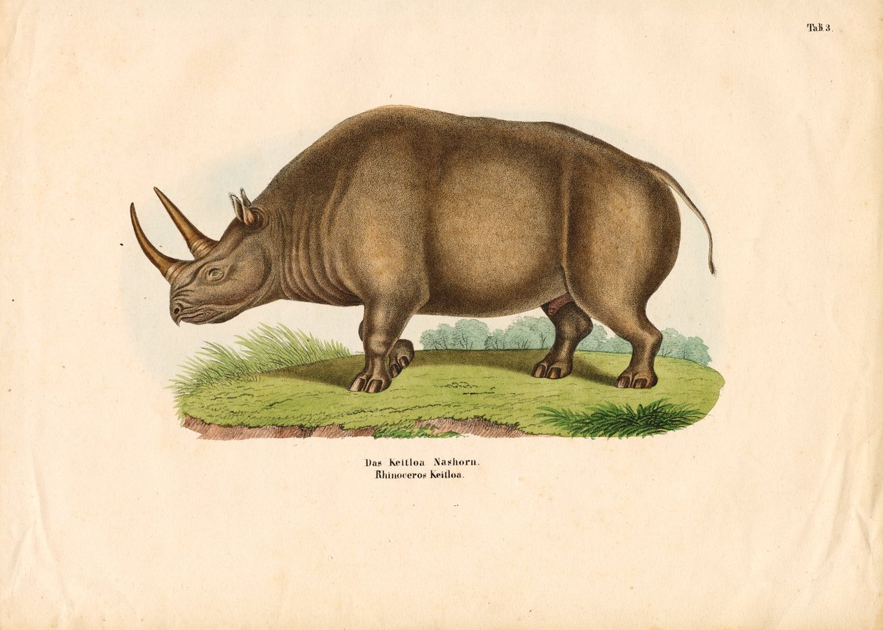 Rinoceronte indiano de Conrad Kull