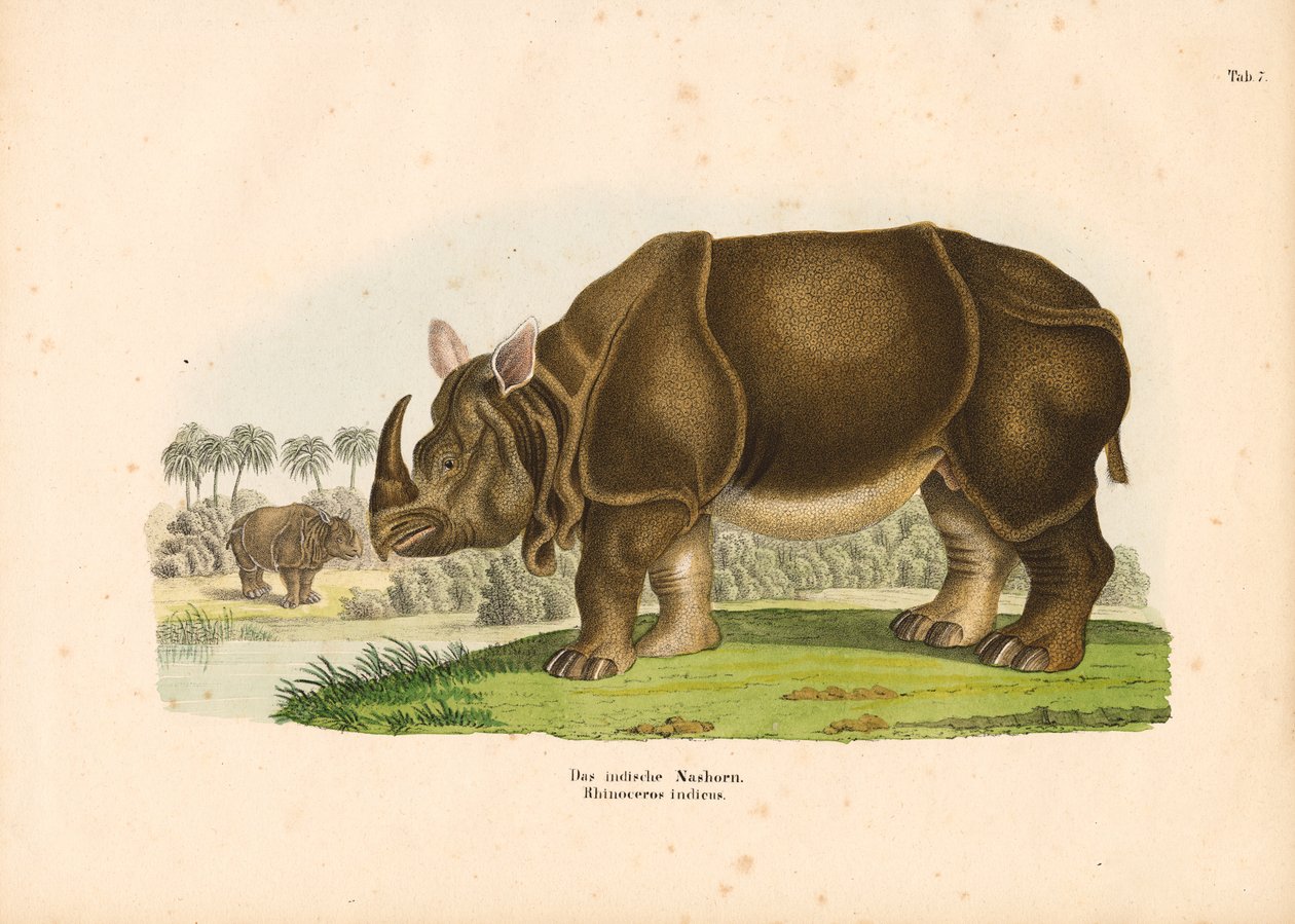 Rinoceronte indiano de Conrad Kull