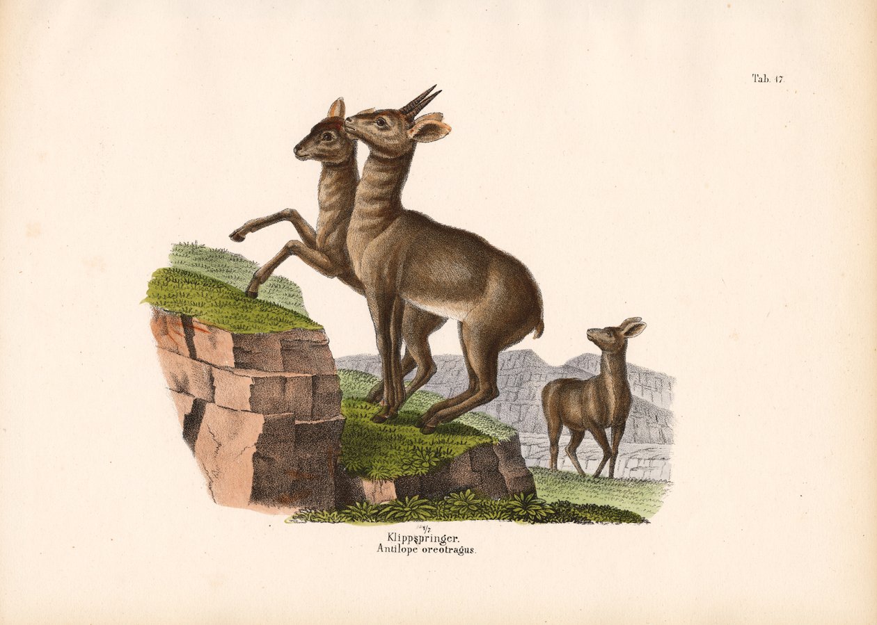 Klipspringer de Conrad Kull