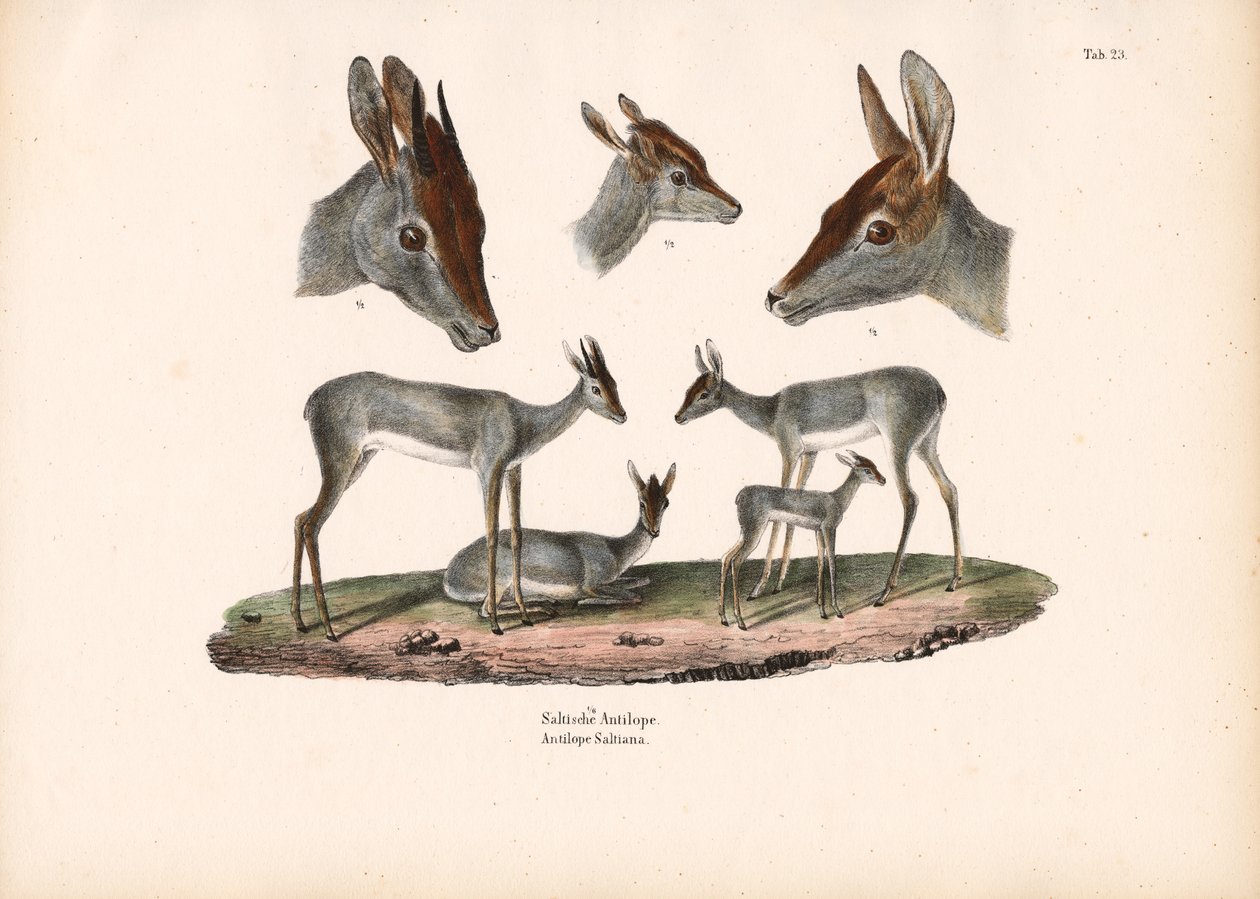 Klipspringer com estudos de retrato de Conrad Kull