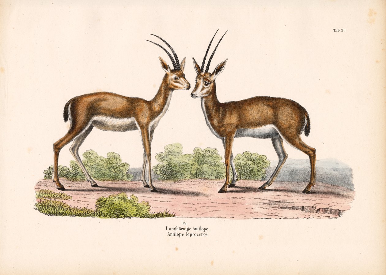 Antílope de chifres longos em paisagem de savana de Conrad Kull