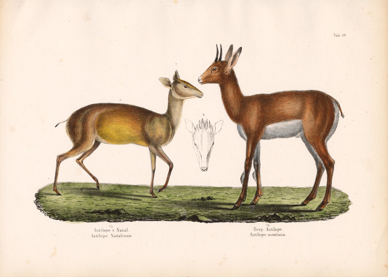 Antílope de Natal e Antílope de Montanha de Conrad Kull