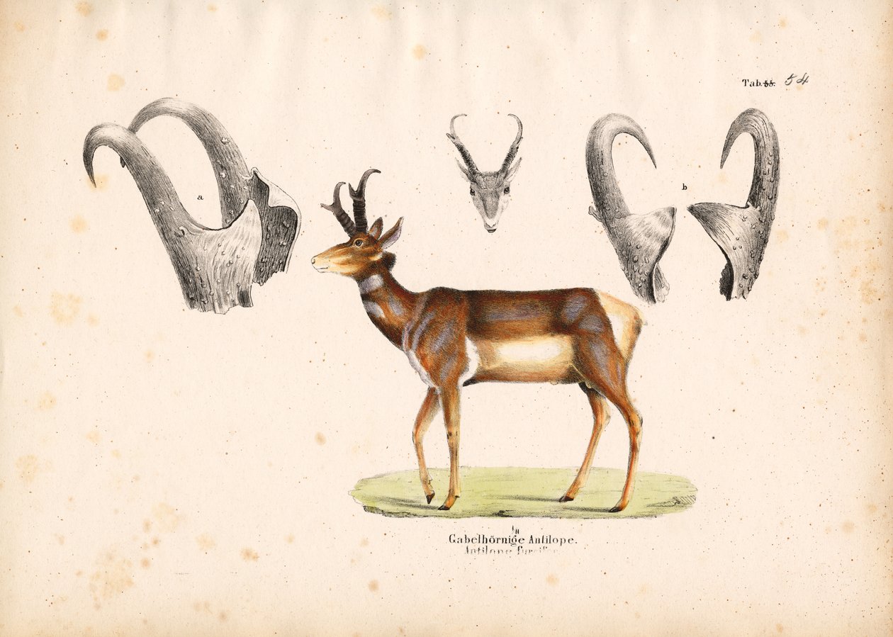 Antílope Pronghorn com ilustrações de chifres de Conrad Kull