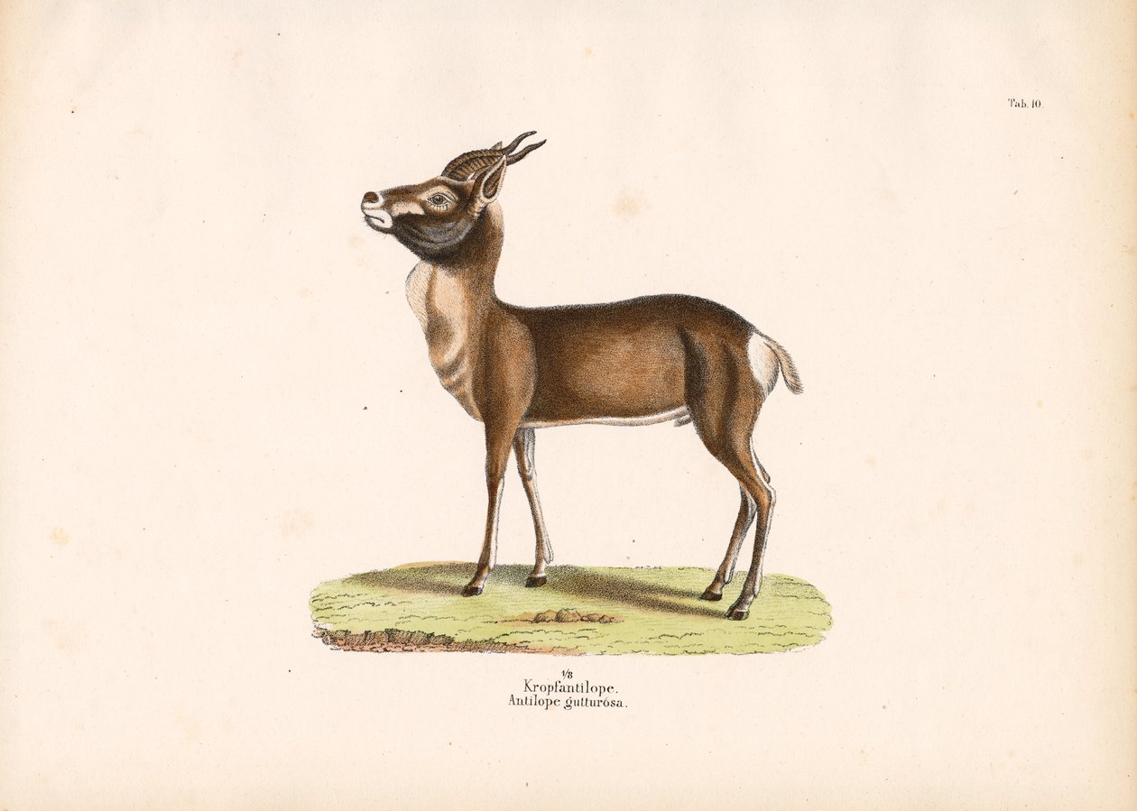  de Conrad Kull