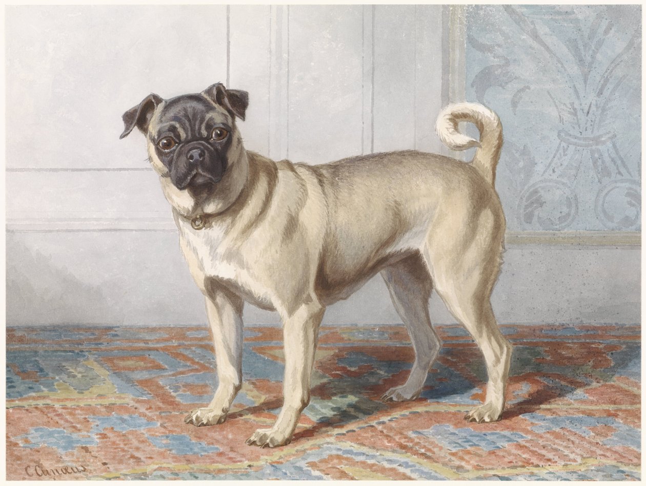 Retrato do Pug de Edwin vom Rath Retrato do pug da família Vom Rath de Conradijn Cunaeus