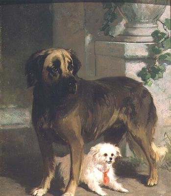 Um Mastim e um Bichon de Conradyn Cunaeus
