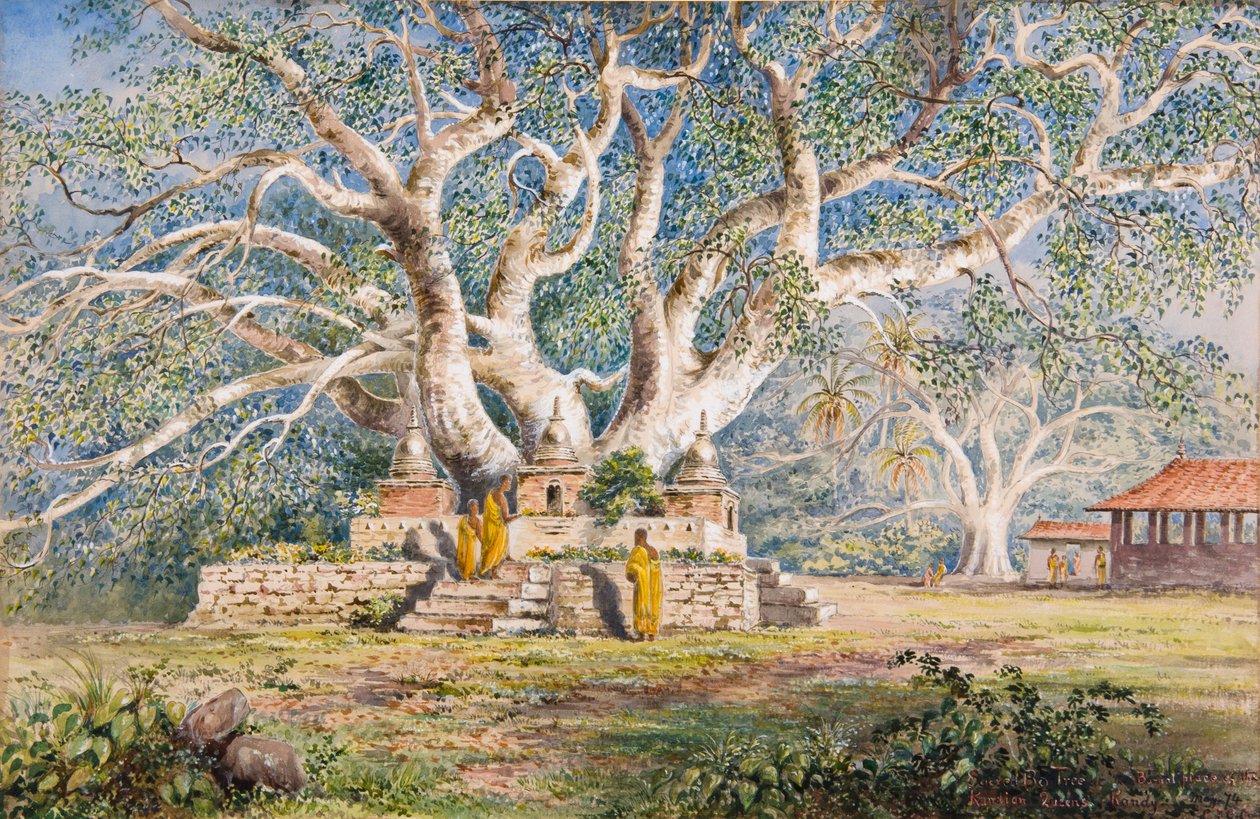 Árvore sagrada Bo no local do enterro das rainhas kandianas de Constance Frederica Gordon-Cumming