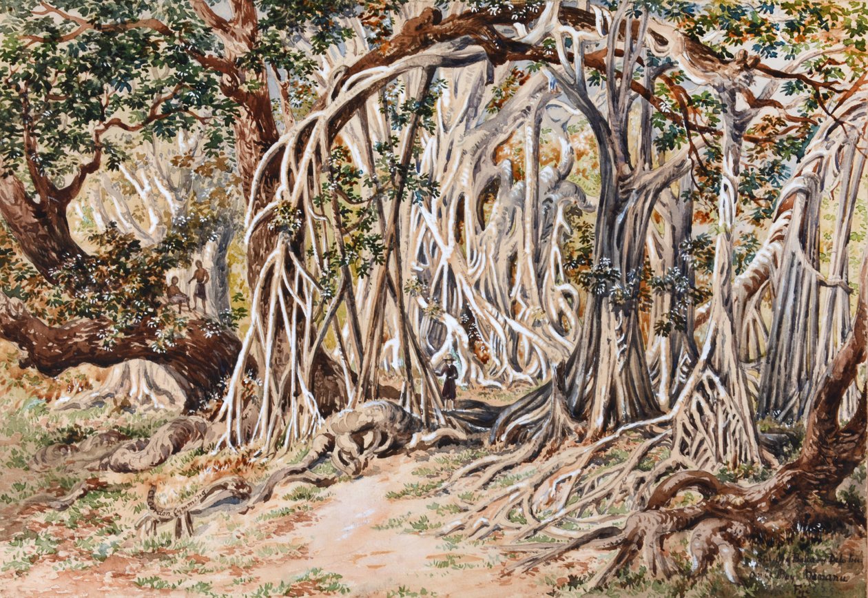 Estudo da árvore Baka Delo, Baía de Anie, Nananu, Fiji de Constance Frederica Gordon Cumming