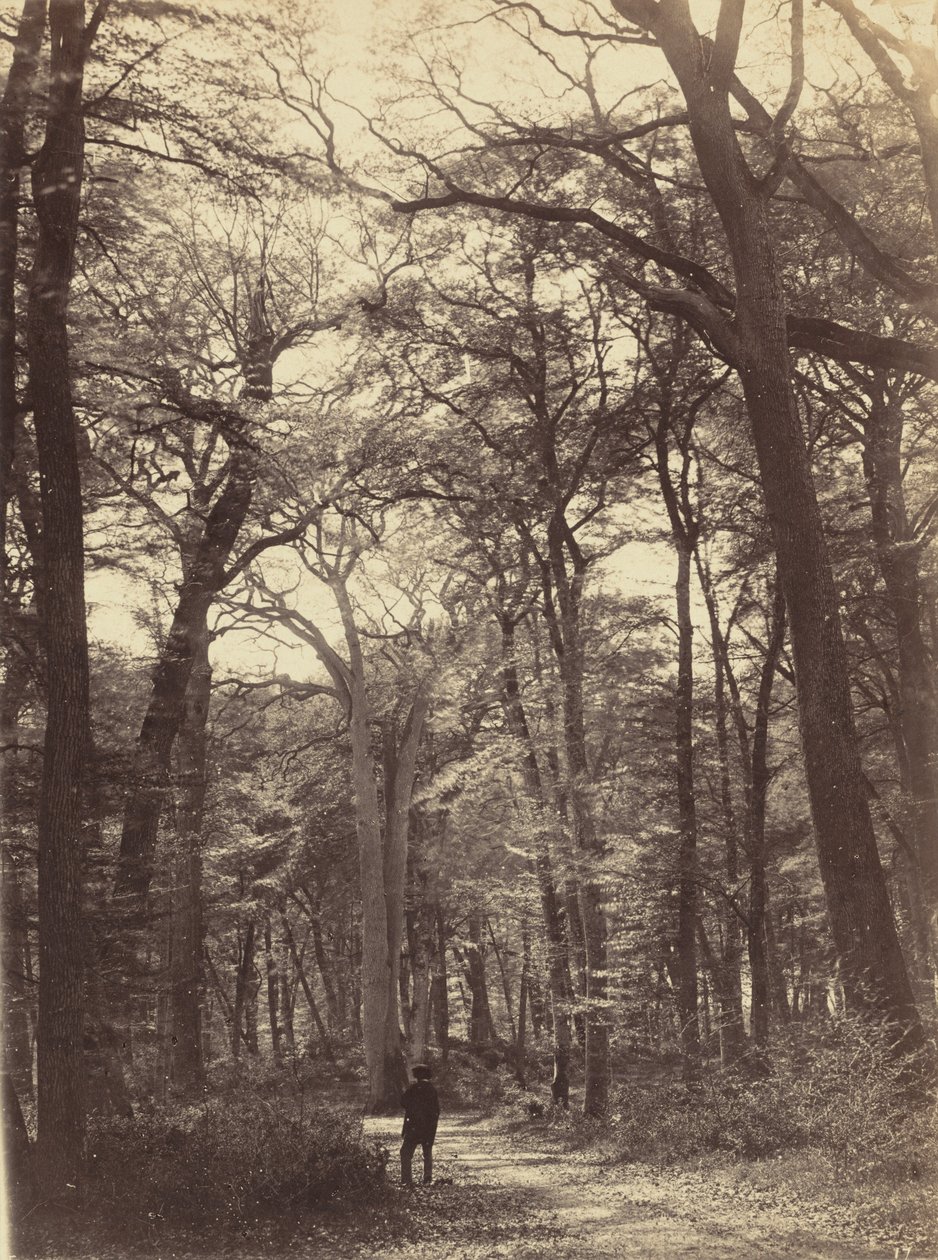 Cena de floresta,c. 1865 (foto) de Constant Alexandre Famin