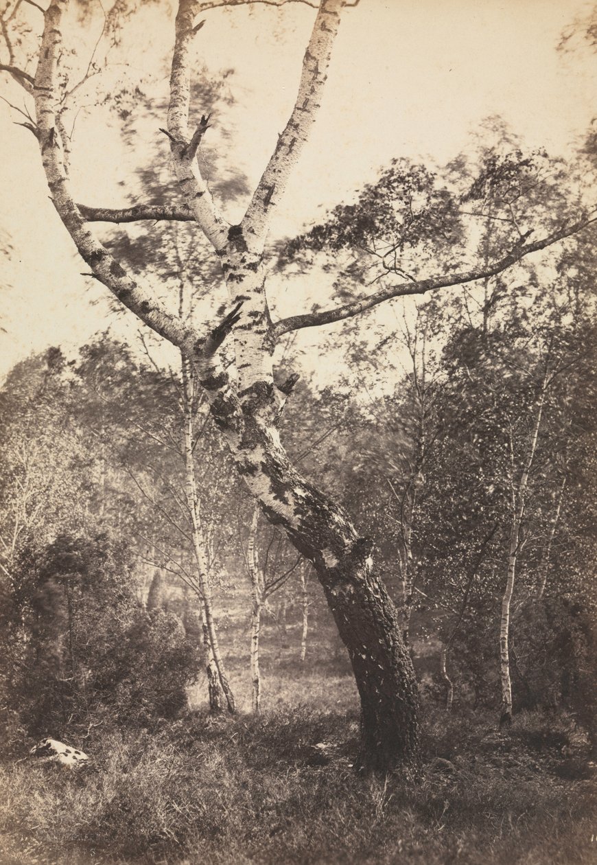 Estudo de uma árvore de vidoeiro, Barbizon de Constant Alexandre Famin