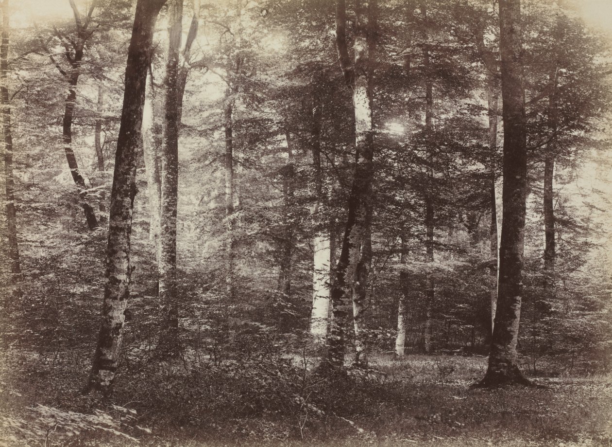 Sem título (A Floresta de Fontainebleau) de Constant Alexandre Famin