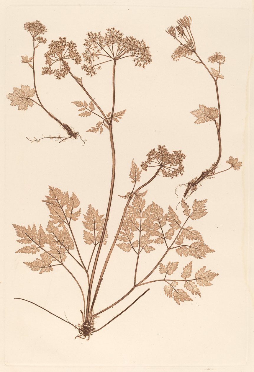 Chaerophyllum hirsistum de Constetin von Ettinghausen and Alois Pokorny