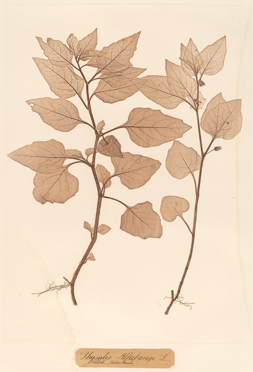 Physalis Alkekengi de Constetin von Ettinghausen and Alois Pokorny