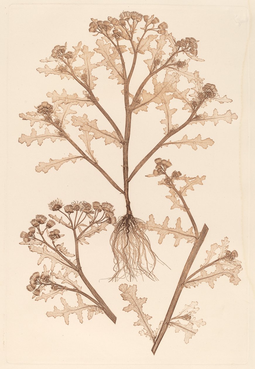 Senecio viscosus de Constetin von Ettinghausen and Alois Pokorny