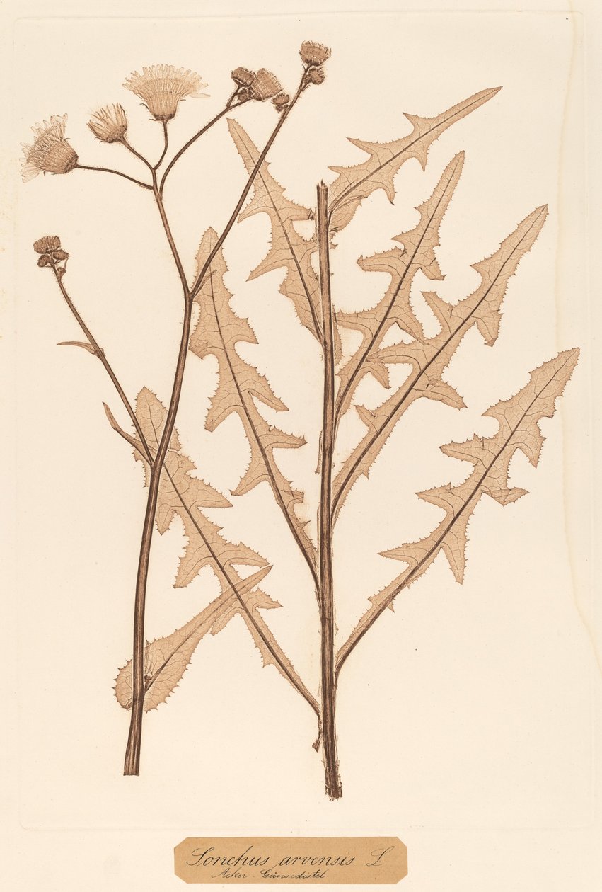Sonchus arvensis de Constetin von Ettinghausen and Alois Pokorny