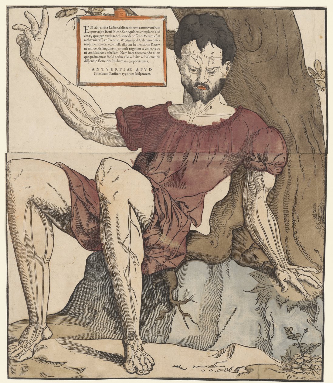 As veias do corpo humano de Cornelis Anthonisz.