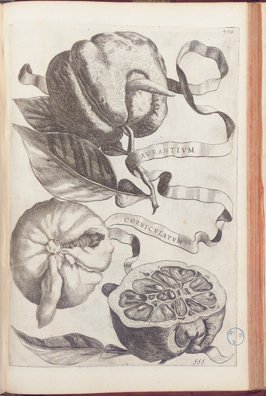 Placa laranja homed 409 de "Hesperus, ambos da termodinâmica Aureorum Culture and Practice Quatuor" por Giovanni Battista Ferrari, 1646 de Cornelis Bloemaert