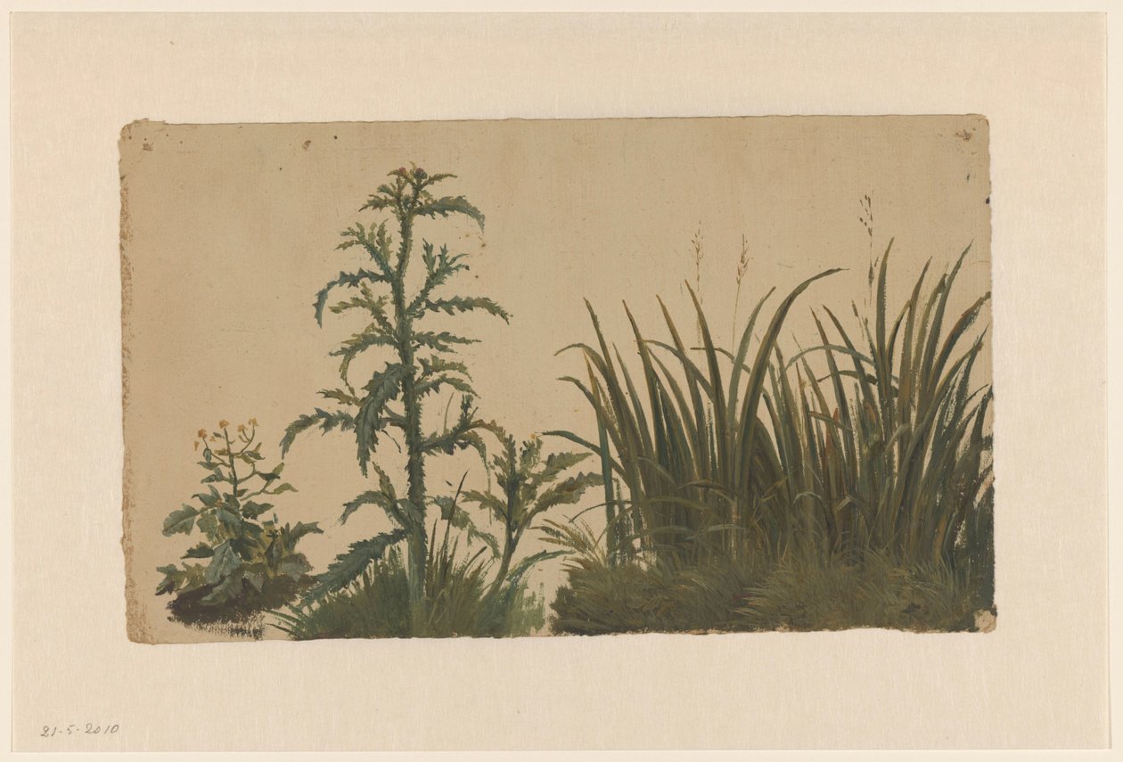 Cardo e cana de Cornelis Johannes de Vogel