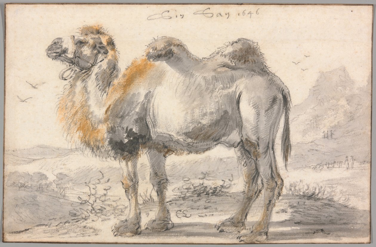 Um camelo de Cornelis Saftleven