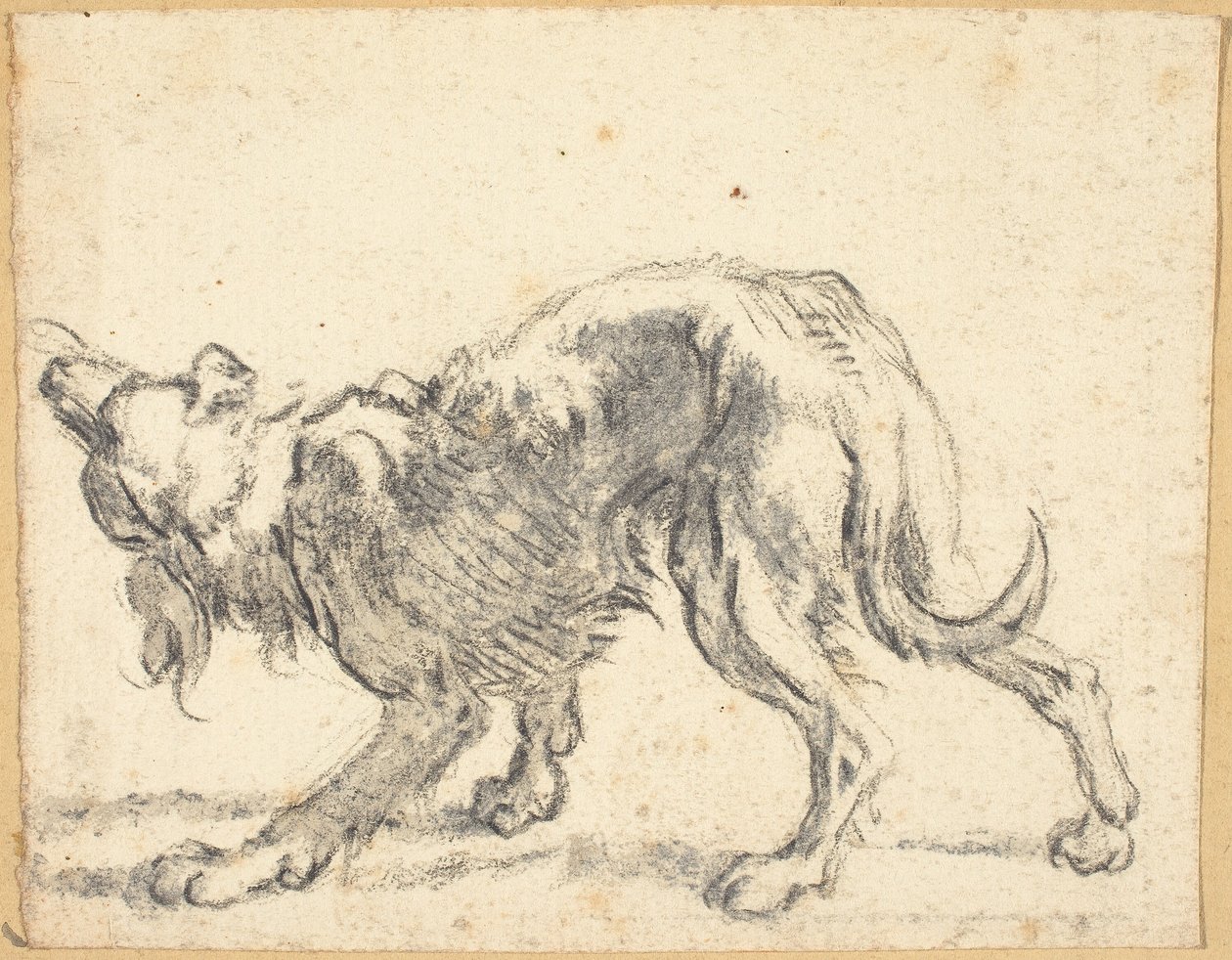 Um cachorro de Cornelis Saftleven