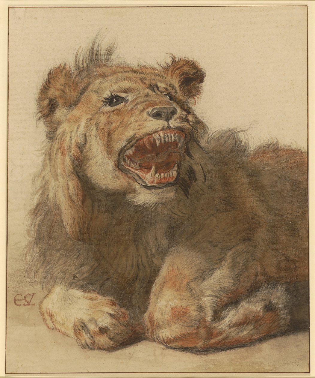 Um leão a rosnar de Cornelis Saftleven