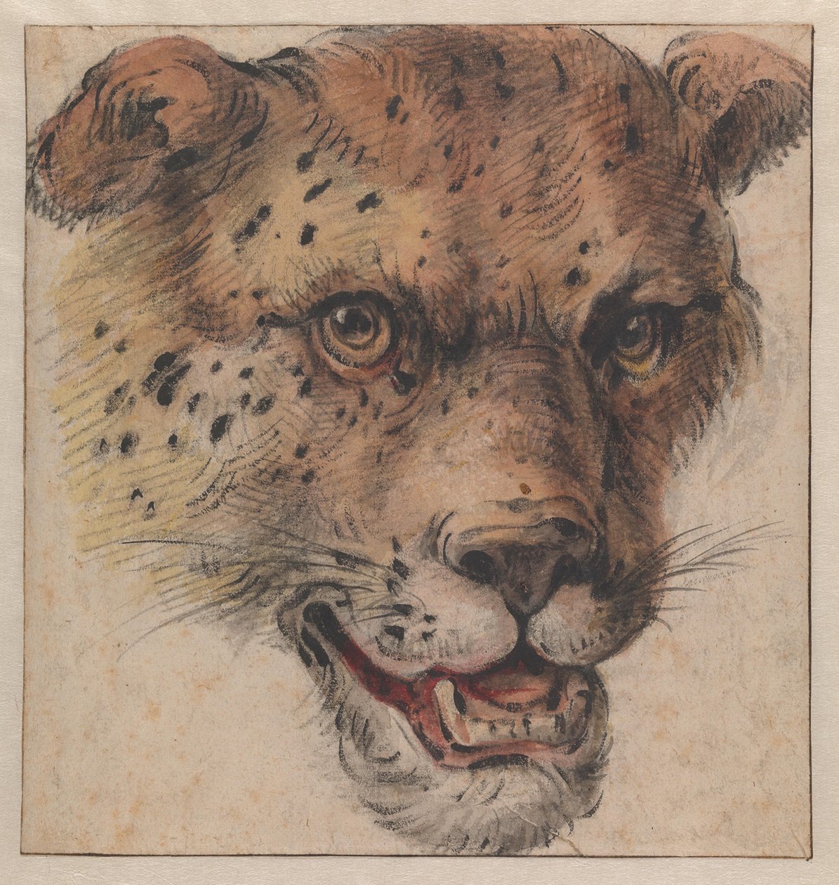A cabeça de um leopardo de Cornelis Saftleven