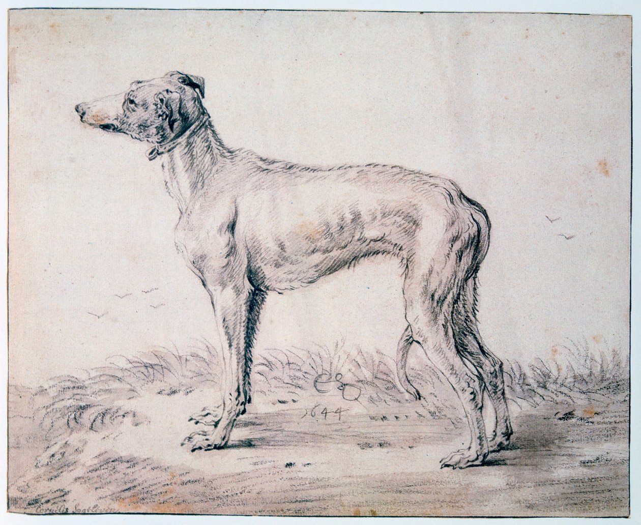 Galgo, 1644 de Cornelis Saftleven