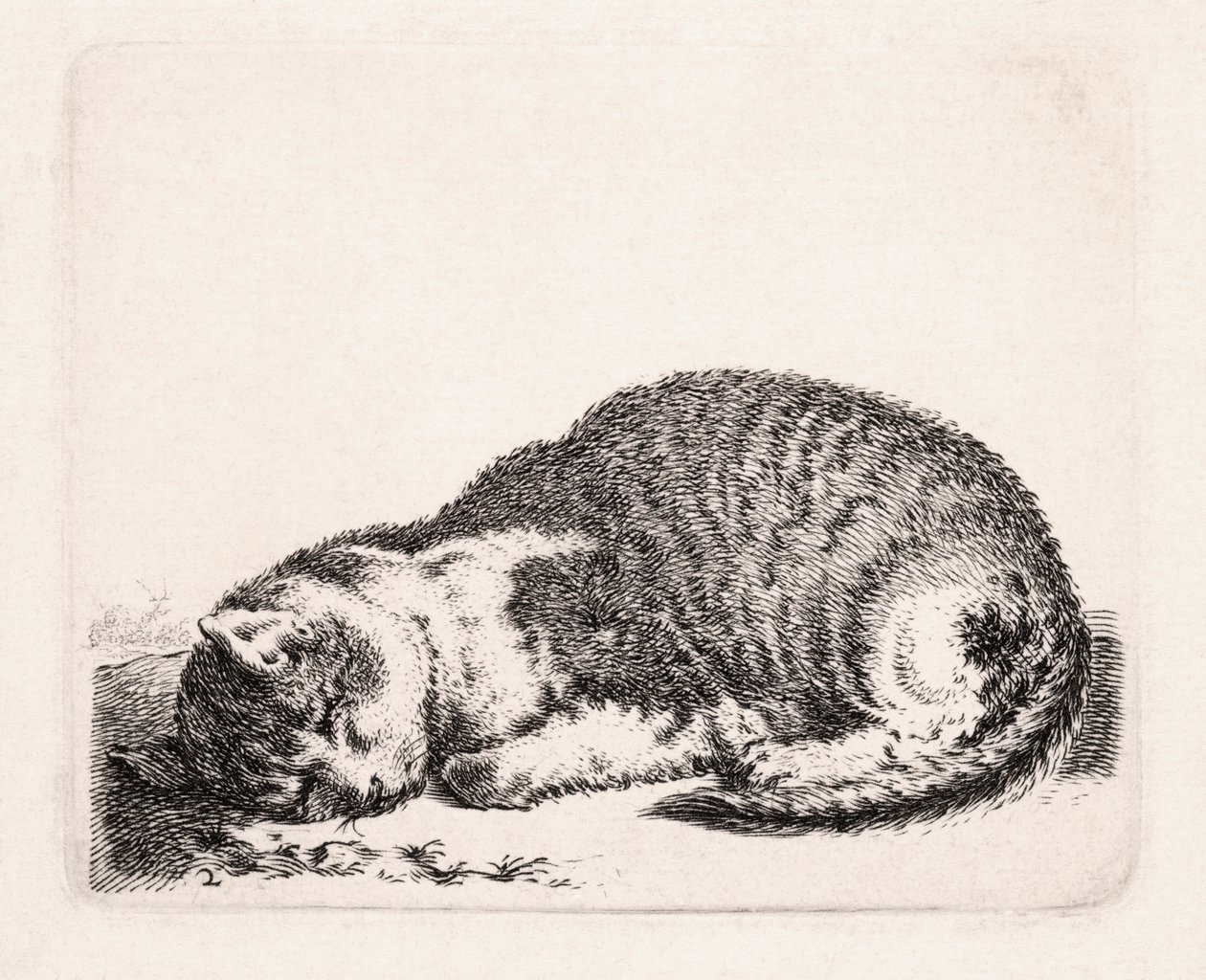Gato adormecido, c.1607-81 de Cornelis Saftleven
